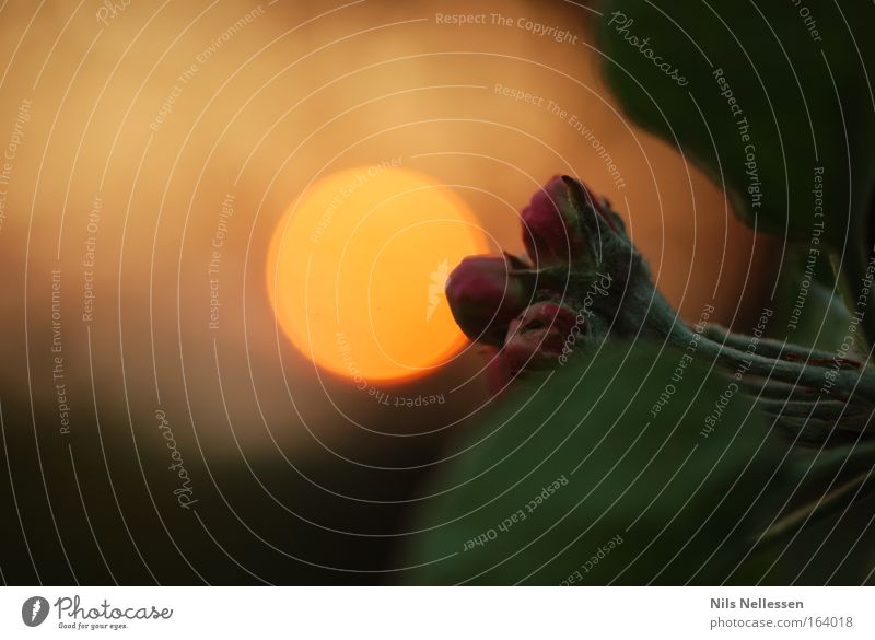 Sonnenunterblütengang Farbfoto Außenaufnahme Makroaufnahme Menschenleer Textfreiraum links Hintergrund neutral Abend Dämmerung Licht Schatten Sonnenlicht