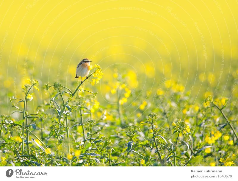 ein Braunkehlchen sitzt in einem blühenden Rapsfeld Umwelt Natur Landschaft Frühling Schönes Wetter Wärme Feld Tier Vogel 1 "Paps gelb Landwirtschaft