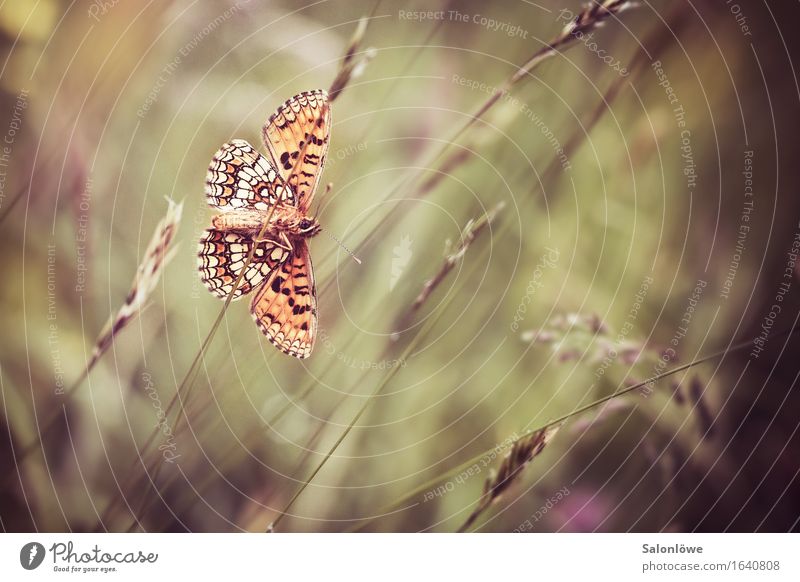 Schön von hinten Umwelt Natur Tier Garten Wiese Wildtier Schmetterling 1 braun gold orange fliegen Flügel schön Wachtelweizen Scheckenfalter Insekt Gras
