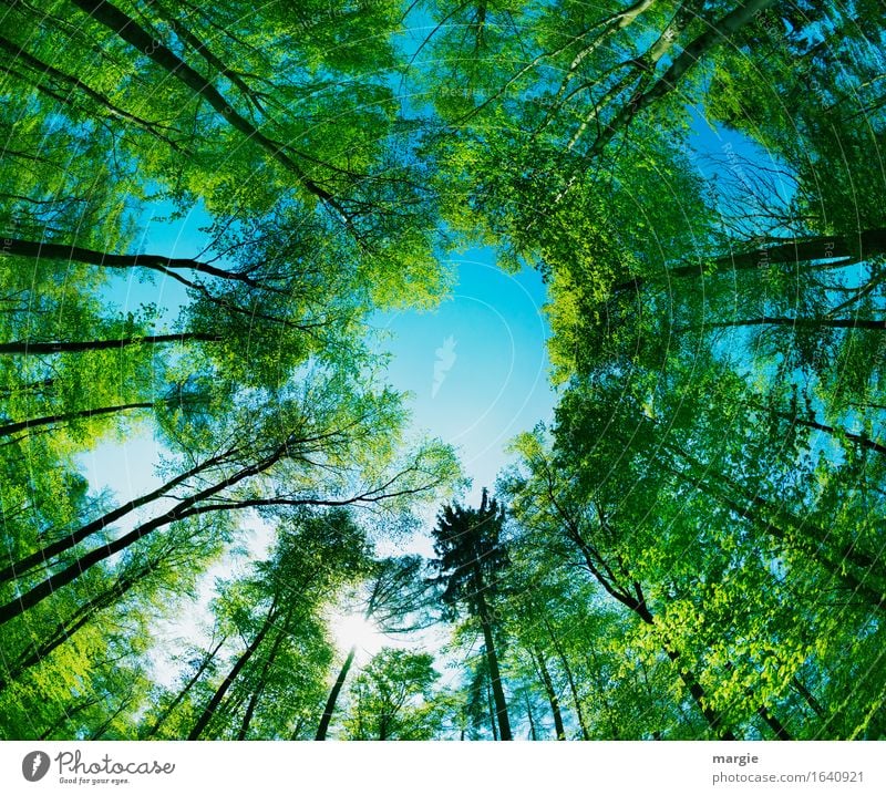 Durchblick: grüne hohe Bäume bilden ein Loch zum blauen Himmel Ausflug Umwelt Natur Baum Wald Geborgenheit Hoffnung Glaube Unendlichkeit Baumstamm Baumkrone Mai