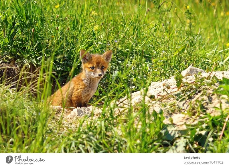 junger roter Fuchs schön Gesicht Baby Frau Erwachsene Familie & Verwandtschaft Jugendliche Natur Tier Gras Wald Pelzmantel Hund Tierjunges stehen klein niedlich
