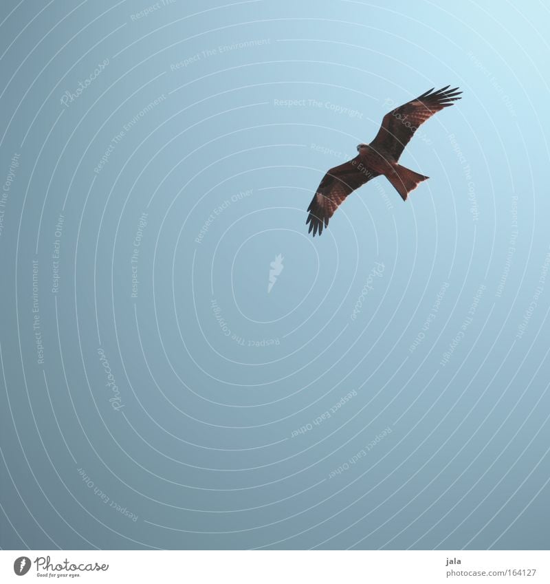 Überflieger Farbfoto Außenaufnahme Menschenleer Textfreiraum links Textfreiraum unten Hintergrund neutral Tag Sonnenlicht Wolkenloser Himmel Tier Vogel Farbe