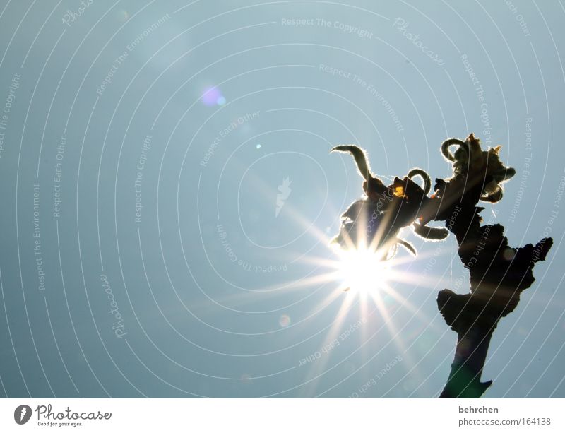 biolampe Farbfoto Außenaufnahme Menschenleer Textfreiraum links Textfreiraum oben Tag Reflexion & Spiegelung Sonnenlicht Sonnenstrahlen Gegenlicht Sommer Natur