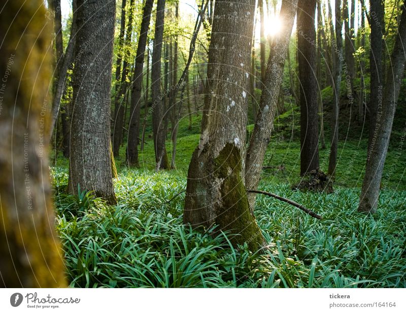 Wald im Frühling Farbfoto Außenaufnahme Menschenleer Tag Licht Sonnenlicht Sonnenstrahlen Gegenlicht ruhig Natur Landschaft Pflanze Schönes Wetter Baum Gras