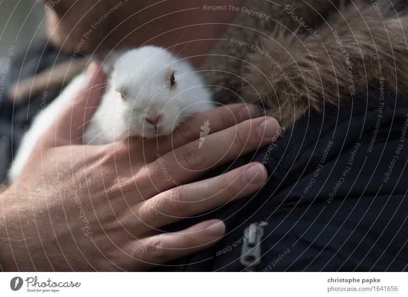 Ostereierbringer Tier Ein Lizenzfreies Stock Foto Von Photocase