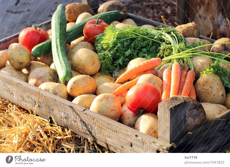 bunte Gemüsekiste Lebensmittel Kräuter & Gewürze Kartoffeln Tomate Gurke Möhre Ernährung Bioprodukte Vegetarische Ernährung Gesundheit Essen Erntedankfest