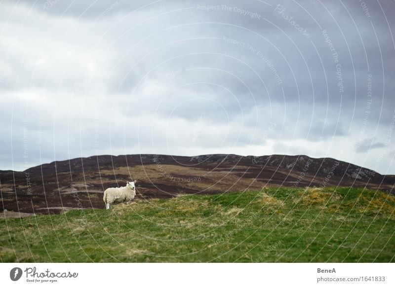 Sheep Landwirtschaft Forstwirtschaft Umwelt Natur Landschaft Pflanze Tier Himmel Wolken Gewitterwolken schlechtes Wetter Gras Feld Hügel Schottland Menschenleer