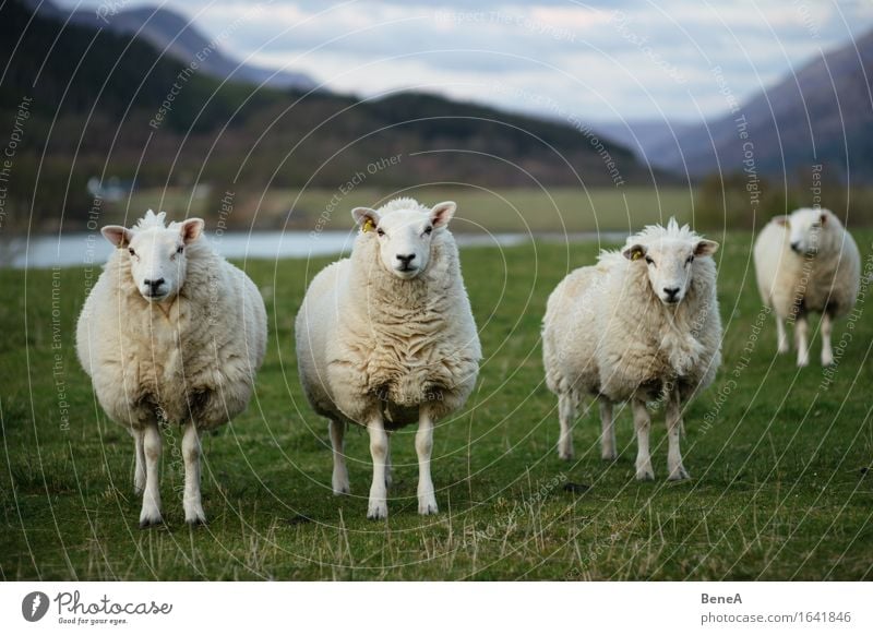 Sheep Landwirtschaft Forstwirtschaft Umwelt Natur Landschaft Pflanze Tier Gras Wiese Feld Schottland Menschenleer Nutztier Schaf Schafherde 3 Tiergruppe Herde