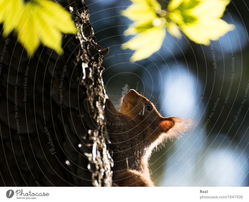 Im Gegenlicht Umwelt Natur Pflanze Tier Sonnenlicht Frühling Sommer Baum Baumstamm Baumrinde Tanne Park Wald Wildtier Eichhörnchen 1 hell braun grün Klettern