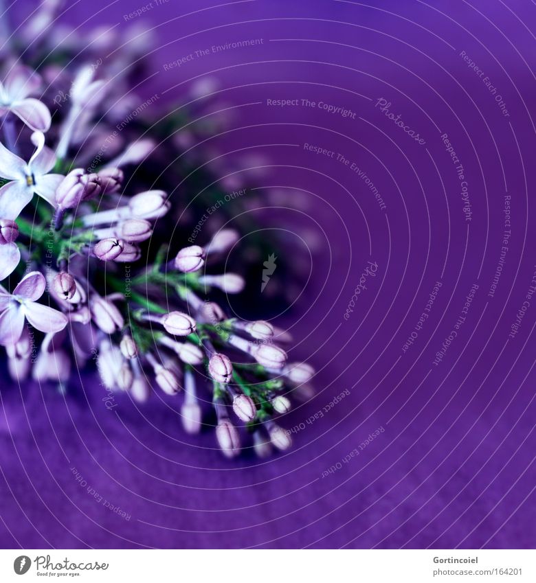 Purple Feste & Feiern Valentinstag Muttertag Pflanze Frühling Sommer Blume Blüte Fliederbusch schön violett Farbe Blütenknospen Dekoration & Verzierung Blühend