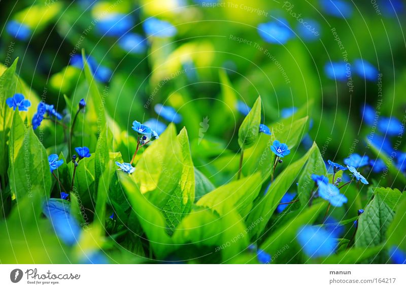 shining blue Außenaufnahme Muster Morgen Schatten Sonnenlicht Schwache Tiefenschärfe harmonisch Gartenarbeit Gartenbau Gärtnerei Pflanze Frühling Sommer