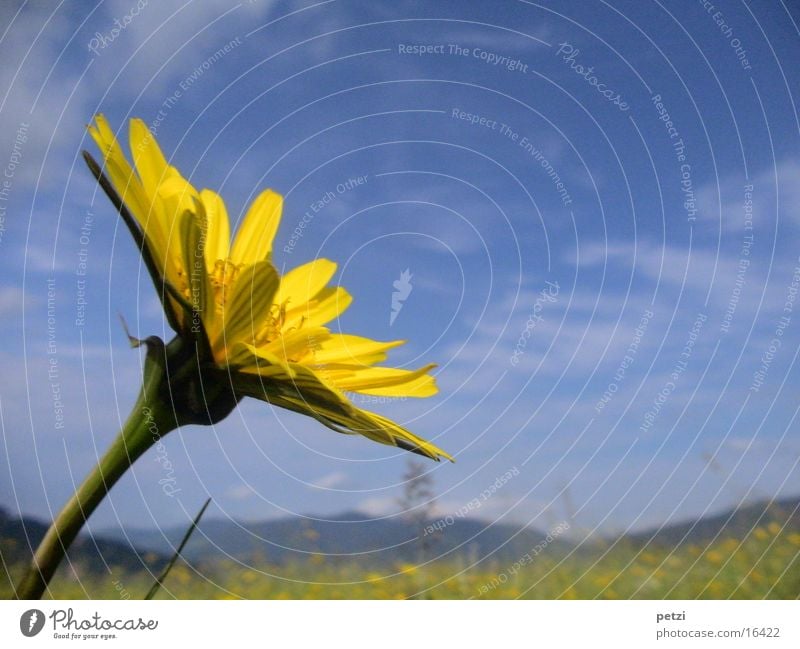 Wiesen-Bocksbart Berge u. Gebirge Landschaft Himmel Wolken Blume Blüte gelb Stengel Blütenblatt Alm Hintergrundbild Farbfoto mehrfarbig Außenaufnahme
