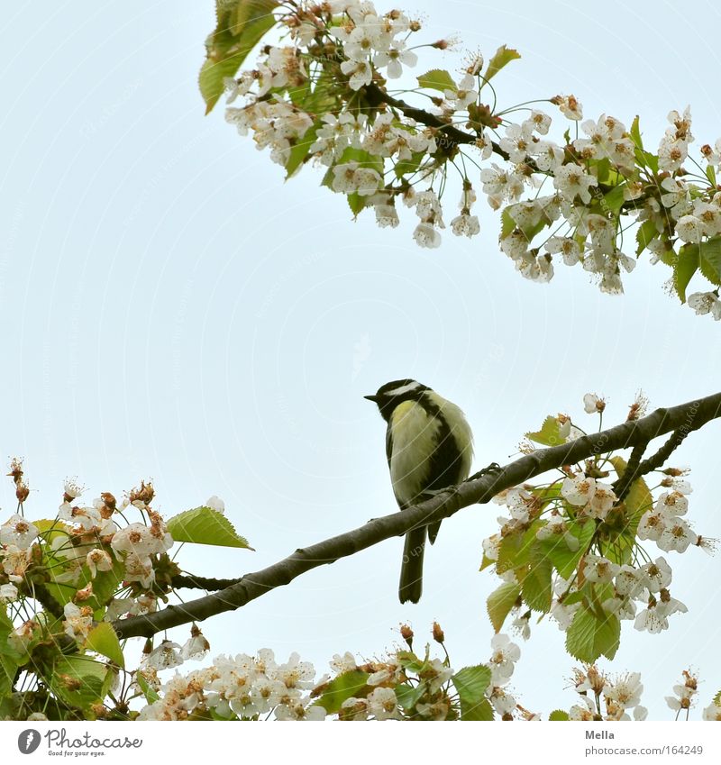 Meisenfrühling Umwelt Natur Pflanze Tier Himmel Wolkenloser Himmel Frühling Schönes Wetter Blüte Nutzpflanze Kirschbaum Kirschblüten Wildtier Vogel Kohlmeise