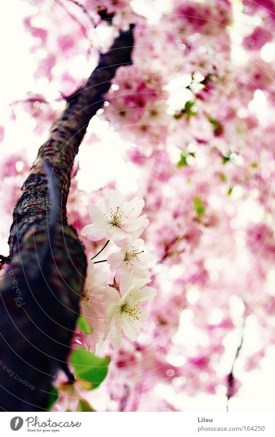 Der Frühling ist rosa. II Farbfoto Außenaufnahme Menschenleer Tag Unschärfe Schwache Tiefenschärfe Natur Pflanze Baum Blüte Grünpflanze Nutzpflanze Park Wiese