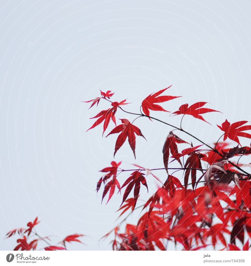 Japanese Maple Tree II Farbfoto Außenaufnahme Menschenleer Textfreiraum links Textfreiraum oben Tag Sonnenlicht Schwache Tiefenschärfe Natur Pflanze