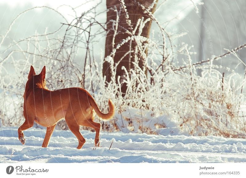 Rückblick Farbfoto Außenaufnahme Morgendämmerung Tag Tierporträt Jagd Winter Schnee wandern Natur Landschaft Eis Frost Wald Wildtier Hund 1 hören laufen frei