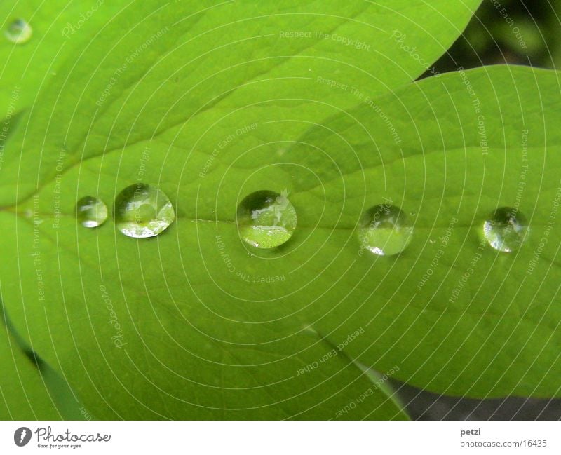 Tropfen in Reih und Glied Wassertropfen Regen Blatt grün Blattadern Wasserrinne 5 Tauperlen Farbfoto Außenaufnahme Textfreiraum oben Textfreiraum unten