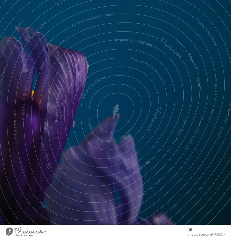 midnight flower exotisch harmonisch Erholung ruhig Duft Pflanze Blume Blüte authentisch einzigartig nah wild weich blau violett Kraft Neugier Interesse