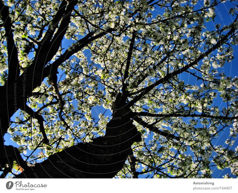"ICH BLÜHE!" Umwelt Natur Pflanze Luft Himmel Sonnenlicht Sommer Schönes Wetter Wärme Baum Blüte Kirschbaum schön Klima Wachstum Farbfoto Außenaufnahme