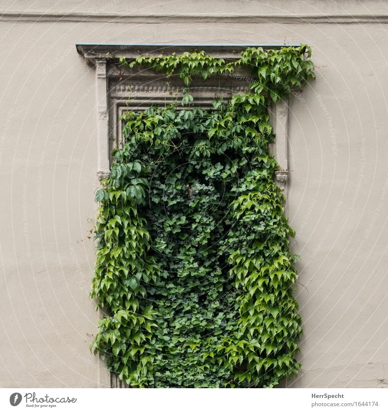 Fehlender Durchblick Pflanze Efeu Grünpflanze Wien Stadtzentrum Altstadt Mauer Wand Fenster außergewöhnlich schön lustig natürlich verrückt grün Kletterpflanzen