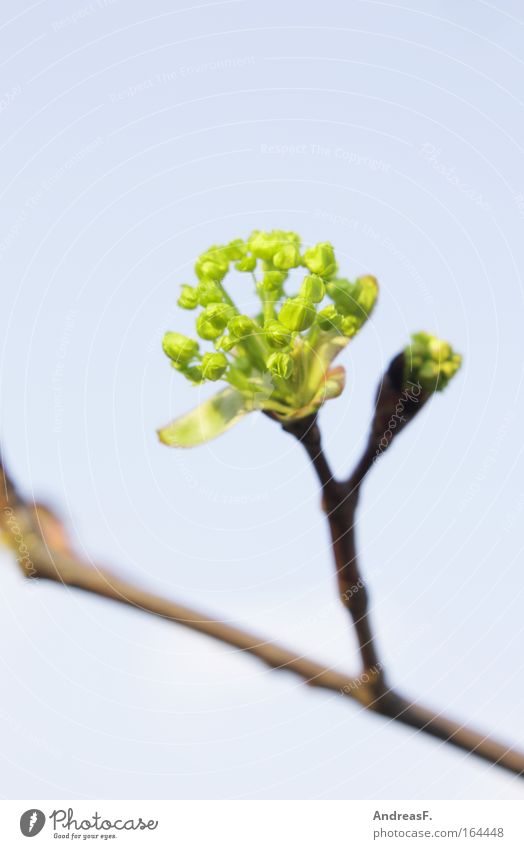 Knospe Farbfoto Außenaufnahme Textfreiraum oben Tag Pflanze Frühling Baum Sträucher Grünpflanze blau grün Blütenknospen Frühlingstag grünen Zweig Zweige u. Äste
