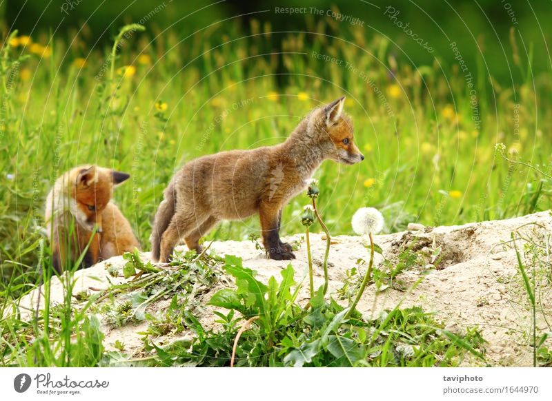 zwei Rotfuchsjunge Baby Familie & Verwandtschaft Jugendliche Natur Tier Sand Erde Gras Wald Pelzmantel Hund Tierjunges klein natürlich niedlich wild braun grün