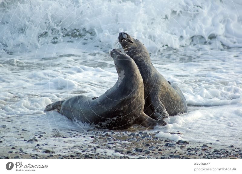 Tänzchen Umwelt Natur Tier Urelemente Wasser Winter Wellen Küste Strand Nordsee Meer 2 Tierpaar hell nah nass natürlich grau Robben Säugetier Seehund Wellengang