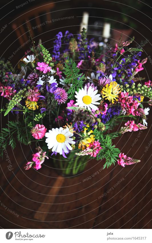 wild thing Häusliches Leben Tisch Natur Pflanze Blume Blumenstrauß einfach frisch schön natürlich mehrfarbig Frühlingsgefühle Farbfoto Innenaufnahme
