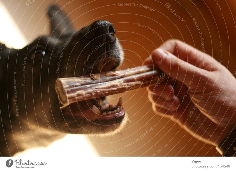 Leckerli Farbfoto Innenaufnahme Nahaufnahme Schwache Tiefenschärfe Tierporträt Haustier Hund Tiergesicht 1 Sympathie Tierliebe diszipliniert gefräßig Belohnung