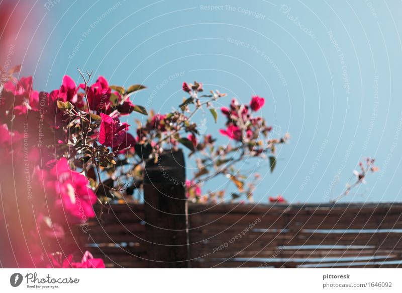 blau-rosa Kunst Kunstwerk ästhetisch Bougainvillea mediterran Blume Blühend Blauer Himmel oben Unschärfe Detailaufnahme Sommer Sommerurlaub dezent Holz