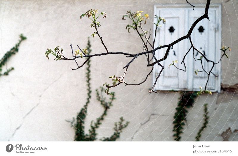 spring's creepin' in Pflanze Frühling Baum Efeu Ast Blühend Zweig Zweige u. Äste Haus Fassade Fenster Fensterladen alt ästhetisch Hoffnung Vergänglichkeit