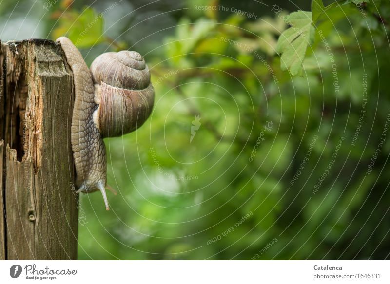 Weinbergschnecke Kopfunter Fauna Tier Schnecke Lungenschnecke Landlungenschnecke Helicoidea Schnirkelschnecke kriechen schleimig Schneckenhaus langsam Fühler