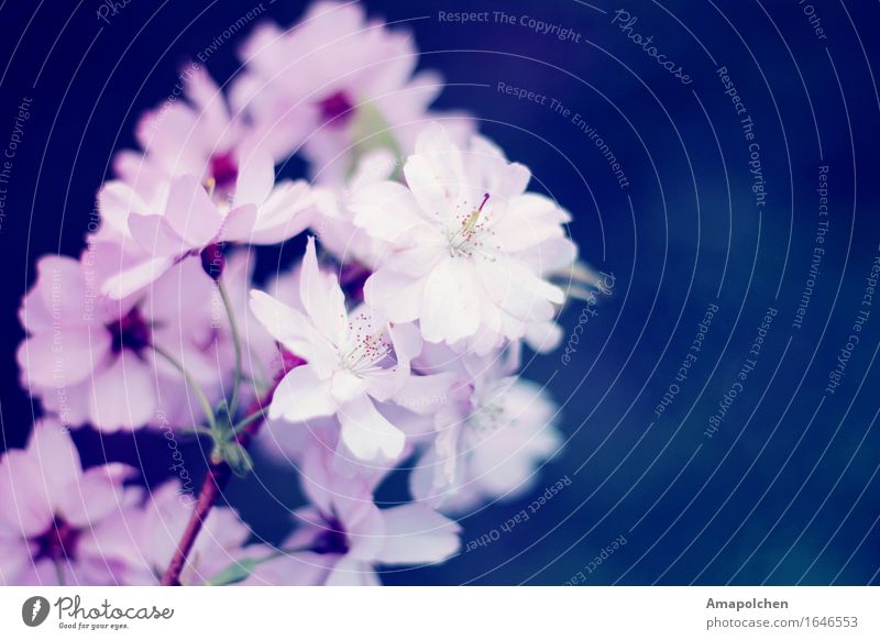 ::16-28:: Umwelt Natur Frühling Sommer Wetter Schönes Wetter Pflanze Blume Blüte Garten Park Verliebtheit Romantik Kirsche Kirschblüten rosa blau Hochzeit