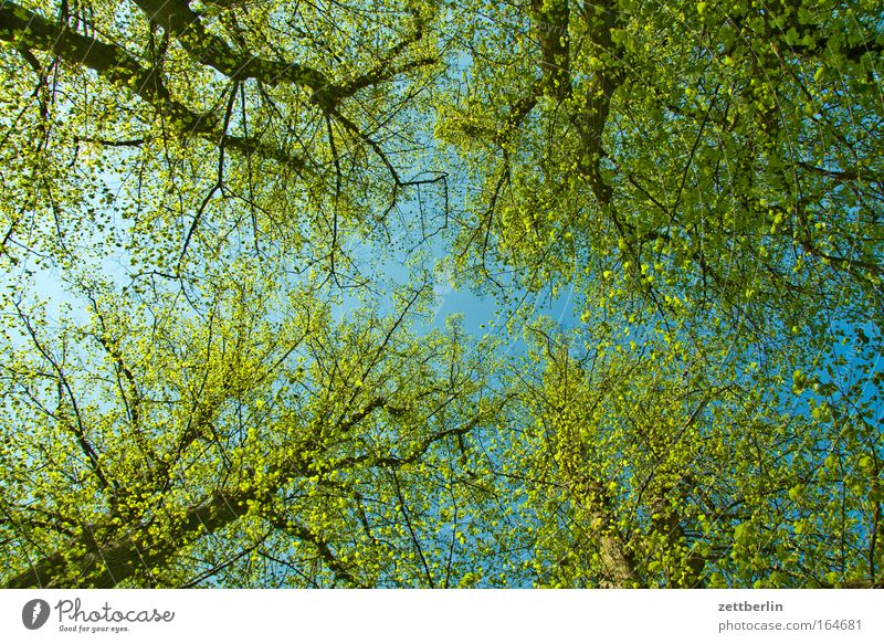 Frühling again Farbfoto Menschenleer Textfreiraum Froschperspektive Umwelt Natur Pflanze Himmel Schönes Wetter Baum Blatt Wald Freundlichkeit Fröhlichkeit Glück
