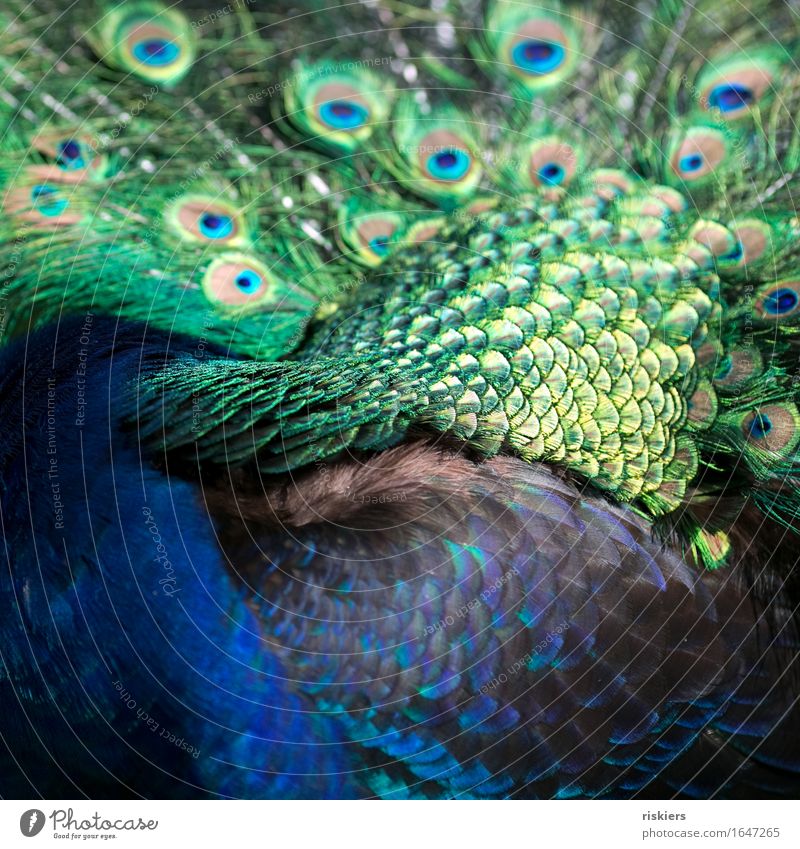 Farbenpracht Wildtier Vogel Pfau leuchten ästhetisch exotisch schön blau grün Feder gefiedert Farbfoto mehrfarbig Außenaufnahme Detailaufnahme Menschenleer Tag