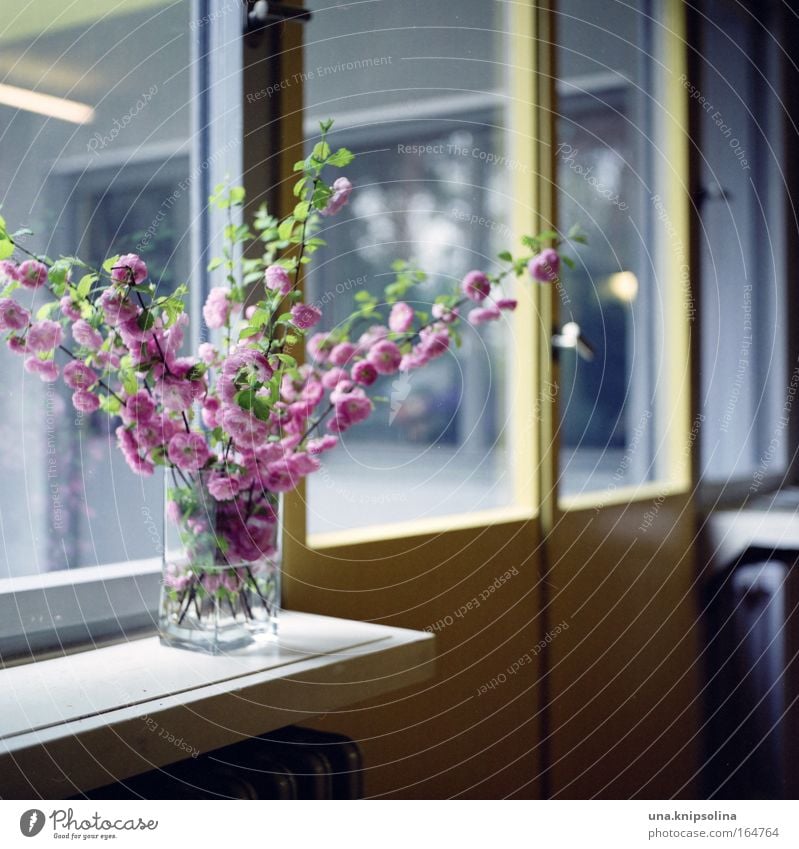 blütenzweige Häusliches Leben Wohnung Haus Dekoration & Verzierung Pflanze Blüte Gebäude Fassade Terrasse Fenster Tür Holz Glas Metall Duft gelb rosa ruhig