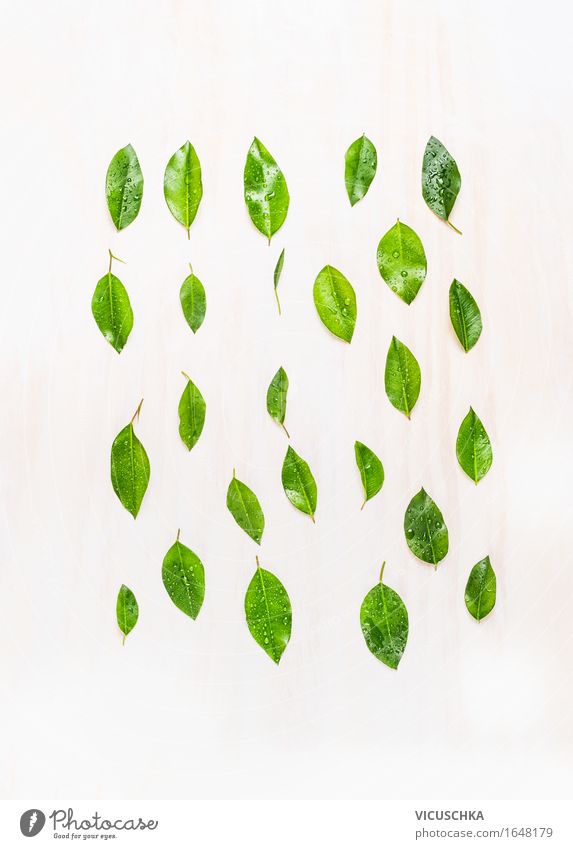 Grünen Blätter mit Wassertropfen auf weißem Holzuntergrund Stil Design Leben Sommer Umwelt Natur Klima Pflanze Baum Blatt Grünpflanze Zeichen Umweltschutz