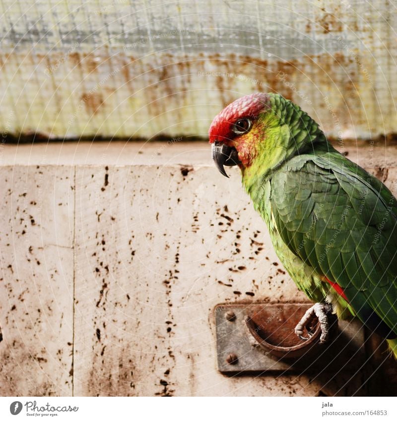 Jack Sparrow Farbfoto Textfreiraum links Tag Tierporträt Blick Wildtier Vogel Flügel Zoo Papageienvogel 1 sitzen mehrfarbig grün rot