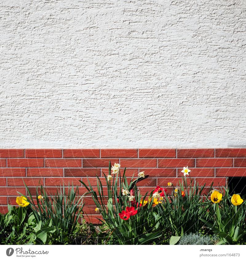 Vorgarten Farbfoto mehrfarbig Außenaufnahme Textfreiraum oben Häusliches Leben Haus Garten Pflanze Frühling Blume Einfamilienhaus Mauer Wand Fassade Blühend