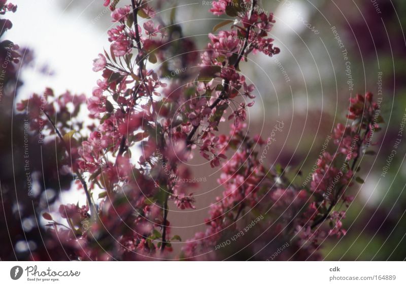Kirschblüte | rosa Zierblüte Farbfoto Außenaufnahme Menschenleer Morgen Schatten Unschärfe Schwache Tiefenschärfe Leben harmonisch Wohlgefühl Sinnesorgane Duft
