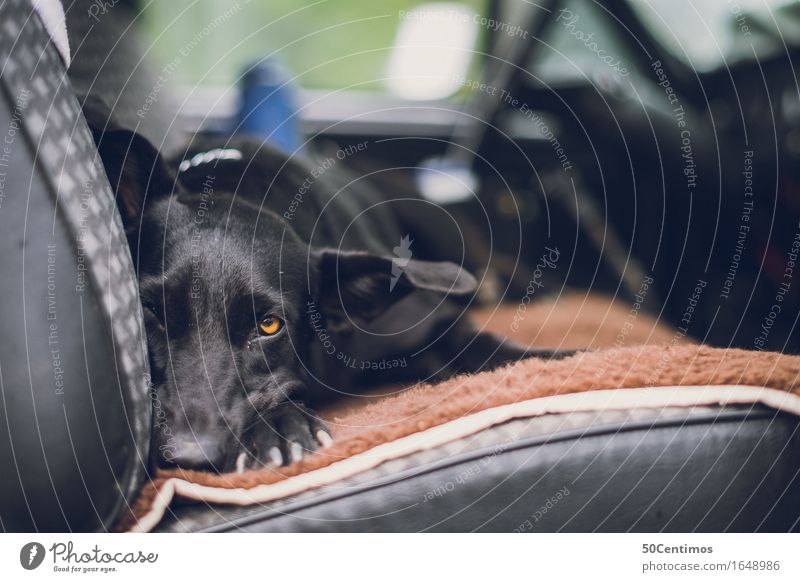 Traveling with dogs Lifestyle Ausflug Fahrzeug PKW Tier Haustier Hund Labrador 1 genießen Blick schlafen Freundlichkeit Glück niedlich Abenteuer Einsamkeit