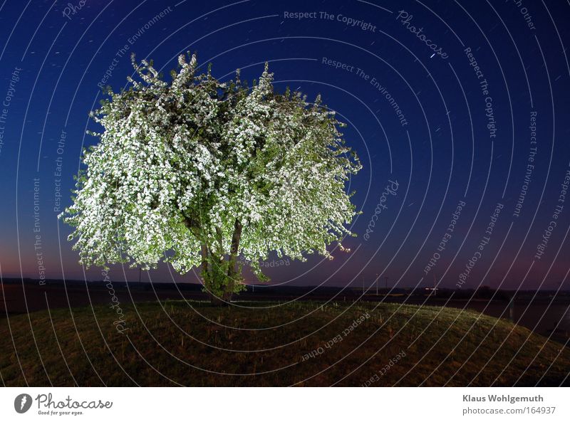 Blühender Birnbaum steht auf einen kleinen Hügel und wird unter sternenklarem Himmel angestrahlt Natur Nachthimmel Stern Baum Blüte Feld salow Mühlenberg