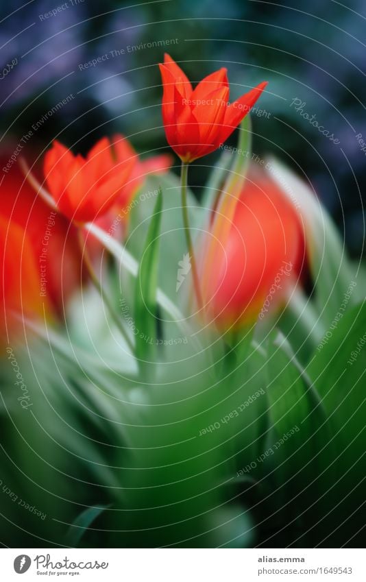 Dancing.Queen Tulpe rot Natur Frühling tanzen Anmut Blatt Jahreszeiten Garten Ostern leuchten