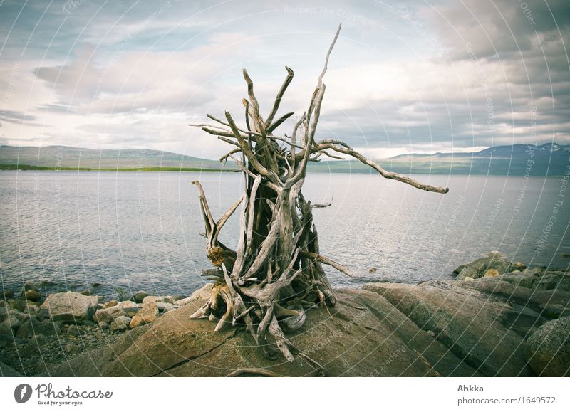 Holzfeuer Wohlgefühl ruhig Strand Natur Landschaft Feuer Felsen Seeufer einzigartig Frieden Kunst Skulptur Farbfoto mehrfarbig Außenaufnahme Nahaufnahme Tag