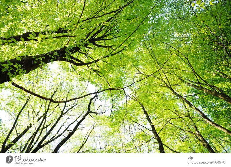 purwald Natur Tier Sonnenlicht Frühling Sommer Klima Schönes Wetter Baum Blatt Wald beobachten hell oben grün schwarz Optimismus Erholung Hoffnung Idylle Ferne