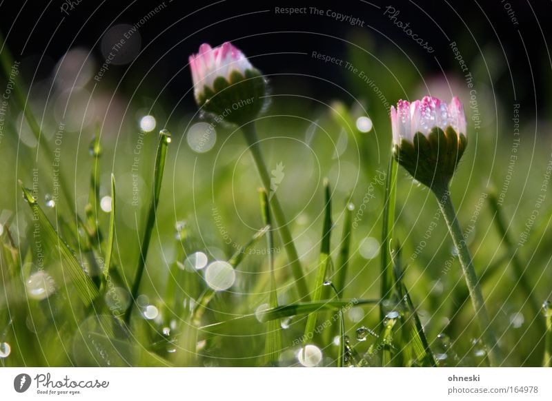 Morgentau Farbfoto Außenaufnahme Detailaufnahme Reflexion & Spiegelung Sonnenlicht Gegenlicht Natur Pflanze Erde Frühling Blume Gras ästhetisch Duft glänzend