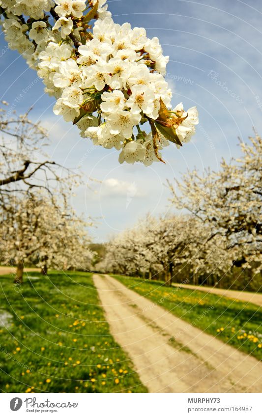 Die Kirschbäume blühen..... Farbfoto Außenaufnahme Menschenleer Tag Sonnenlicht Unschärfe Schwache Tiefenschärfe Weitwinkel Natur Landschaft Pflanze Himmel