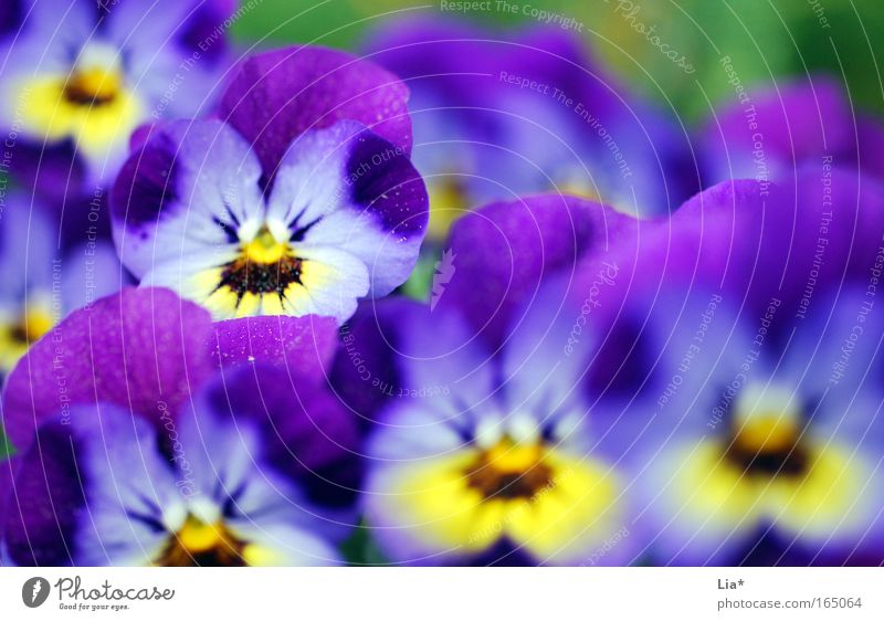 zweite Reihe Farbfoto mehrfarbig Außenaufnahme Detailaufnahme Makroaufnahme Schwache Tiefenschärfe Pflanze Frühling Sommer Blume Blüte Topfpflanze