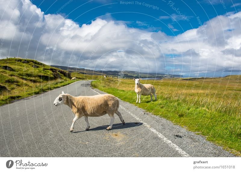 Schafe auf Straße in Schottland Straßenverkehr Störung Verkehr weich Freiheit Freizeit & Hobby friedlich gehen Großbritannien Herde Isle of Skye kuschlig Lamm