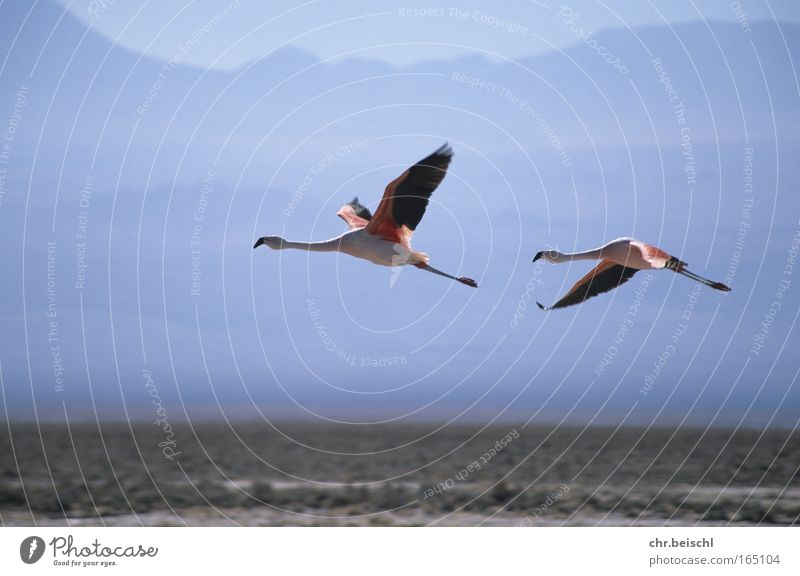 Flamingos im Flug Farbfoto Außenaufnahme Menschenleer Tag Sonnenlicht Bewegungsunschärfe Zentralperspektive Tier Wildtier Vogel Flügel 2 Tierpaar fliegen